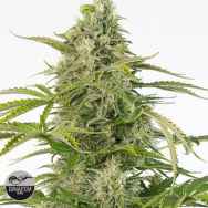 Dinafem Seeds Cheese AUTO CBD